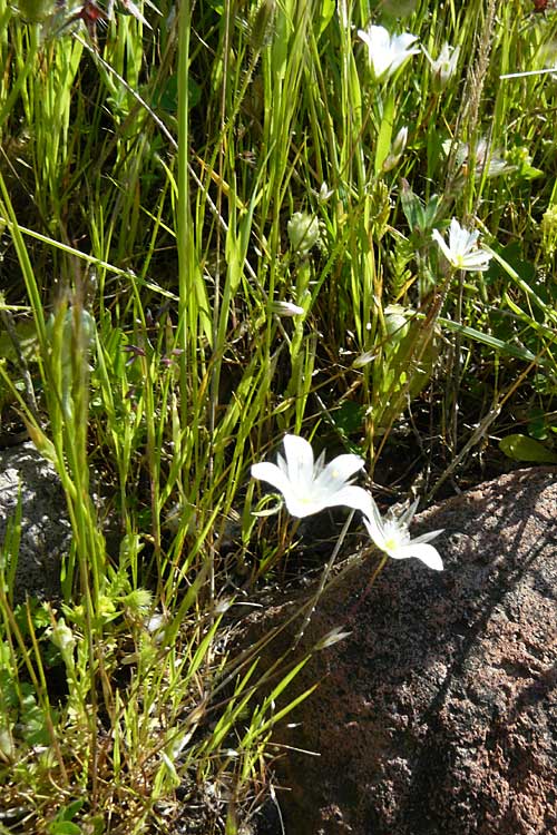 Moenchia mantica \ Verona-Weimiere / Verona Chickweed, Lesbos Sigri 14.4.2014