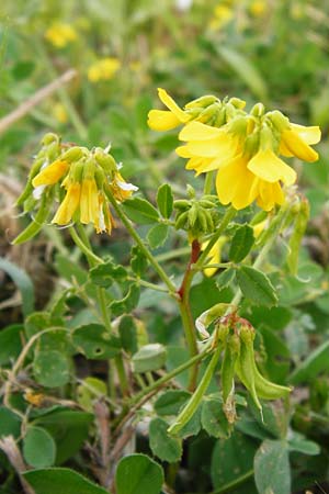 Trigonella balansae \ Balansas Bockshornklee / Balansa's Fenugreek, Lesbos Mytilini 13.4.2014