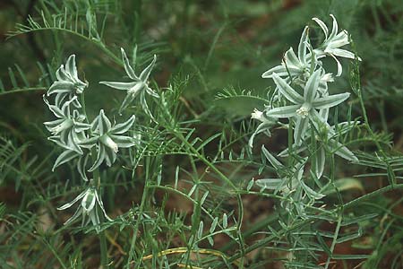 Ornithogalum boucheanum \ Bouch-Milchstern / Bouch's Star of Bethlehem, Lesbos Agiasos 12.5.1995