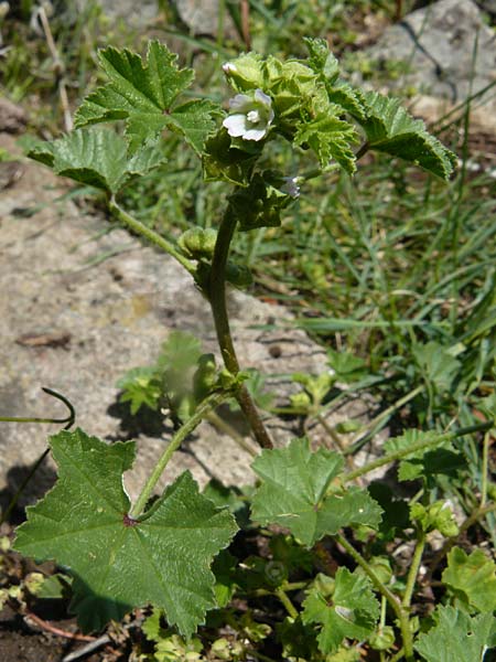 Malva parviflora \ Kleinbl�tige Malve / Small Mallow, Lesbos Molyvos 19.4.2014