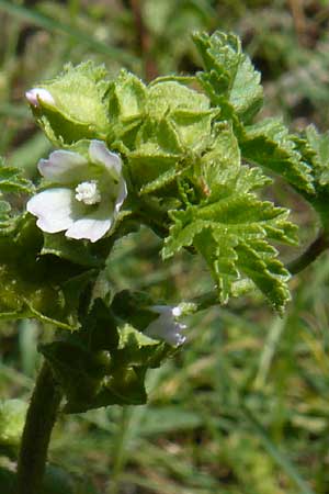 Malva parviflora \ Kleinbl�tige Malve / Small Mallow, Lesbos Molyvos 19.4.2014