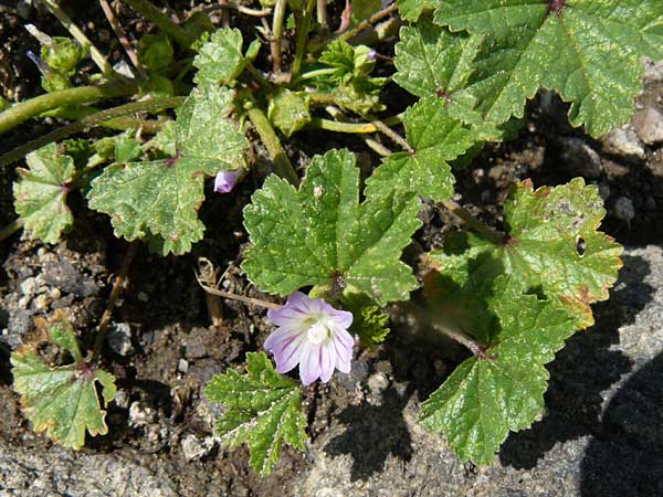 Malva parviflora \ Kleinbl�tige Malve / Small Mallow, Lesbos Molyvos 19.4.2014