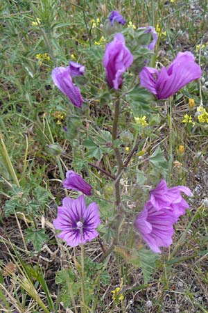 Malva sylvestris \ Wilde Malve, Groe Ksepappel / Common Mallow, Lesbos Polichnitos 21.4.2014
