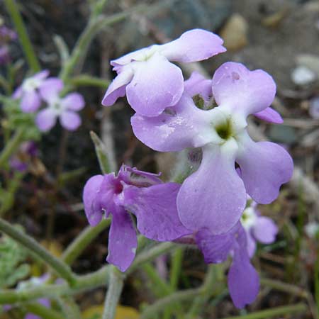 Matthiola tricuspidata \ Dreih&ouml;rnige Levkoje / Three-Horned Stock, Lesbos Kalloni 18.4.2014