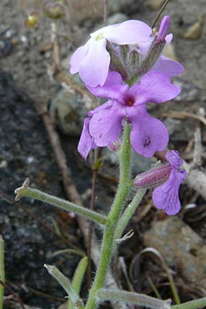 Matthiola tricuspidata \ Dreih&ouml;rnige Levkoje / Three-Horned Stock, Lesbos Kalloni 18.4.2014