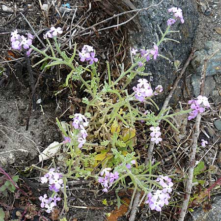 Matthiola tricuspidata \ Dreih&ouml;rnige Levkoje / Three-Horned Stock, Lesbos Kalloni 18.4.2014