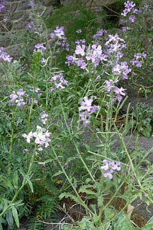Matthiola tricuspidata \ Dreih&ouml;rnige Levkoje / Three-Horned Stock, Lesbos Molyvos 19.4.2014