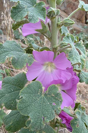 Alcea biennis \ Bleiche Stockrose, Balkan-Stockrose / Balkan Hollyhock, Lesbos Skala Eresos 22.4.2014