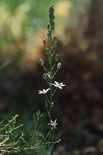 Ornithogalum narbonense \ Berg-Milchstern / Pyramidal Star of Bethlehem, Lesbos Mantamados 15.5.1995