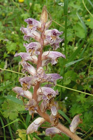 Orobanche crenata \ Gez&auml;hnelte Sommerwurz, Kerbige Sommerwurz / Carnation-scented Broomrape, Lesbos Asomatos 17.4.2014