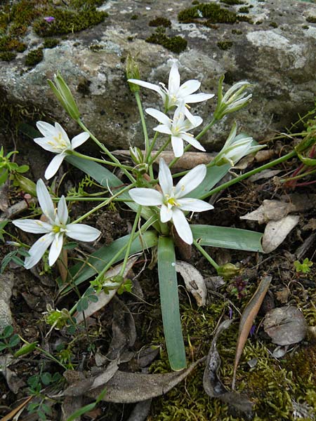 Ornithogalum montanum \ Berg-Milchstern / Mountain Star of Bethlehem, Lesbos Asomatos 17.4.2014