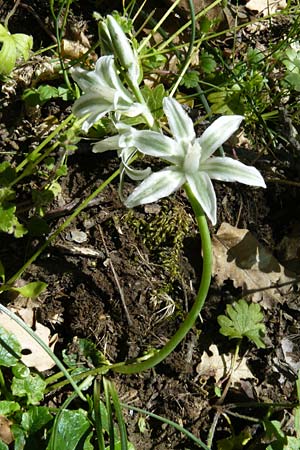 Ornithogalum boucheanum \ Bouch-Milchstern / Bouch's Star of Bethlehem, Lesbos Agiasos 15.4.2014
