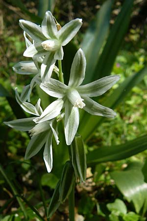 Ornithogalum boucheanum \ Bouch-Milchstern / Bouch's Star of Bethlehem, Lesbos Agiasos 15.4.2014