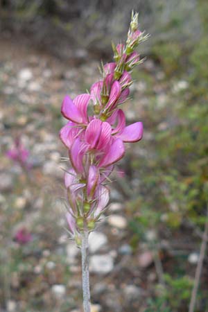 Onobrychis lasiostachya ? \ Zottelhrige Esparsette / Shag-Spiked Sainfoin, Lesbos Polichnitos 21.4.2014