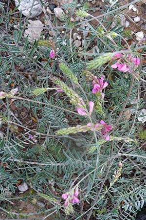 Onobrychis lasiostachya ? \ Zottelhrige Esparsette / Shag-Spiked Sainfoin, Lesbos Polichnitos 21.4.2014