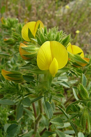 Ononis pubescens \ Behaarte Hauhechel / Downy Restharrow, Lesbos Polichnitos 21.4.2014