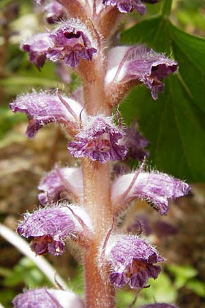 Orobanche pubescens \ Behaarte Sommerwurz / Hairy Broomrape, Lesbos Mytilini 23.4.2014