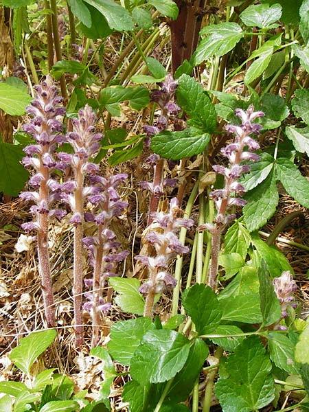 Orobanche pubescens \ Behaarte Sommerwurz / Hairy Broomrape, Lesbos Mytilini 23.4.2014