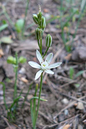 Ornithogalum narbonense \ Berg-Milchstern / Pyramidal Star of Bethlehem, Lesbos Lambou Mili 16.4.2014
