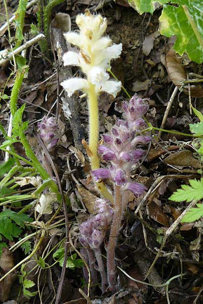 Orobanche pubescens \ Behaarte Sommerwurz / Hairy Broomrape, Lesbos Asomatos 24.4.2014