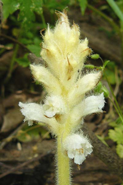 Orobanche pubescens \ Behaarte Sommerwurz / Hairy Broomrape, Lesbos Asomatos 24.4.2014