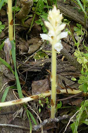 Orobanche pubescens \ Behaarte Sommerwurz / Hairy Broomrape, Lesbos Asomatos 24.4.2014