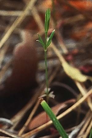 Crucianella latifolia \ Breitbl&auml;ttriges Kreuzblatt / Broad-Leaved Crosswort, Lesbos Kalloni 18.5.1995