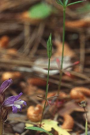 Crucianella latifolia \ Breitbl&auml;ttriges Kreuzblatt / Broad-Leaved Crosswort, Lesbos Kalloni 18.5.1995