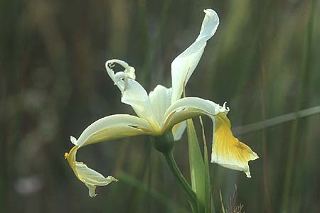 Iris orientalis \ Orientalische Schwertlilie / Turkish Iris, Lesbos Kalloni 18.5.1995