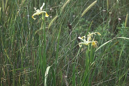 Iris orientalis \ Orientalische Schwertlilie / Turkish Iris, Lesbos Kalloni 18.5.1995