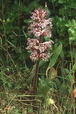 Orobanche crenata \ Gez&auml;hnelte Sommerwurz, Kerbige Sommerwurz / Carnation-scented Broomrape, Lesbos Agiasos 13.5.1995