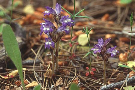 Phelipanche mutelii \ Mutels &Auml;stige Sommerwurz / Mutel's Hemp Broomrape, Lesbos Kalloni 18.5.1995