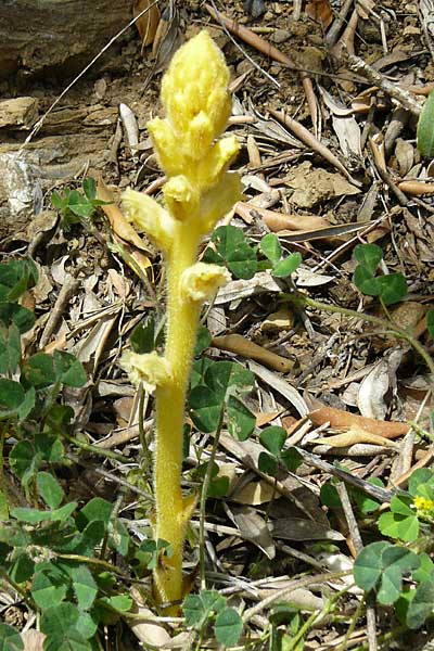 Orobanche minor ? \ Kleine Sommerwurz / Lesser Broomrape, Common Broomrape, Lesbos Asomatos 24.4.2014