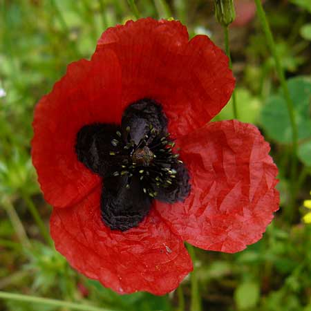 Papaver apulum \ Apulischer Mohn / Mediterranean Poppy, Lesbos Asomatos 17.4.2014