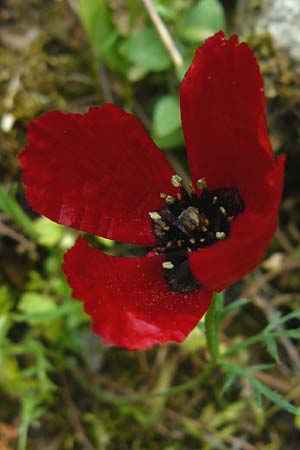 Papaver apulum \ Apulischer Mohn / Mediterranean Poppy, Lesbos Asomatos 17.4.2014