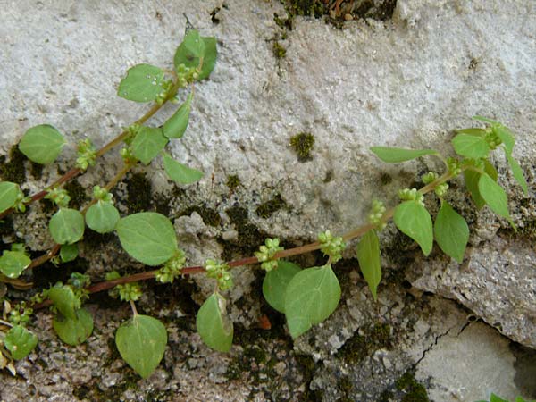 Parietaria lusitanica \ Portugiesisches Glaskraut / Mediterranean Pellitory-of-the-Wall, Spanish Pellitory-of-the-Wall, Lesbos Kalloni 18.4.2014