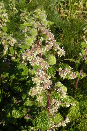 Urtica urens \ Kleine Brenn-Nessel / Small Nettle, Lesbos Moni Ypsilou 14.4.2014