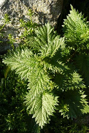 Urtica urens \ Kleine Brenn-Nessel / Small Nettle, Lesbos Moni Ypsilou 14.4.2014