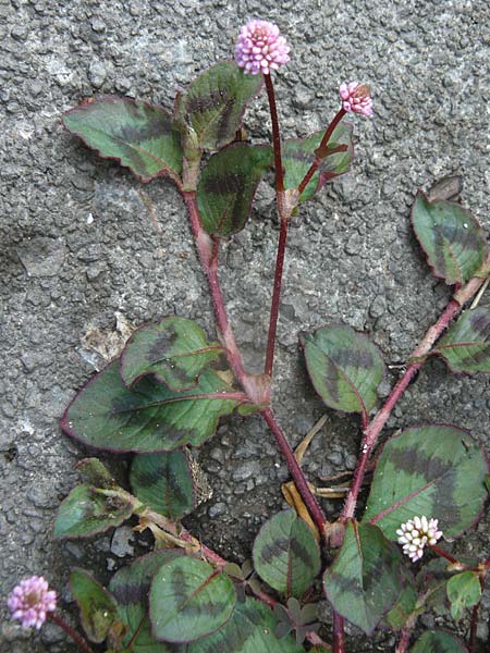 Persicaria capitata \ Knpfchen-Knterich / Pink Head Persicaria, Pink Bubble Persicaria, Lesbos Kalloni 18.4.2014