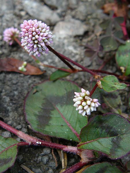 Persicaria capitata \ Knpfchen-Knterich / Pink Head Persicaria, Pink Bubble Persicaria, Lesbos Kalloni 18.4.2014