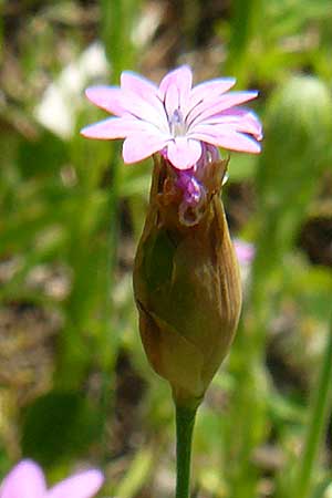 Petrorhagia dubia \ Samt-Felsennelke / Hairy Pink, Velvet Pink, Lesbos Vasilika 21.4.2014