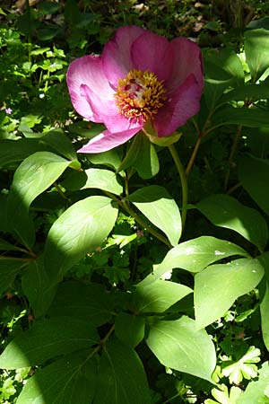 Paeonia mascula \ Groblttrige Pfingstrose / Balkan Peony, Lesbos Agiasos 15.4.2014