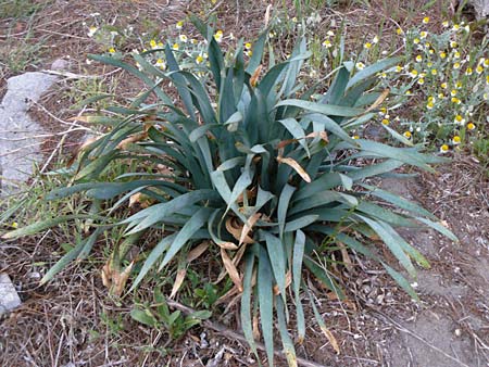 Pancratium maritimum \ Pankrazlilie, Dnen-Trichternarzisse, Lesbos Skala Eresos 22.4.2014