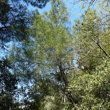 Pinus brutia \ Kalabrische Kiefer, Brutia-Kiefer / Calabrian Pine, Lesbos Agiasos 15.4.2014