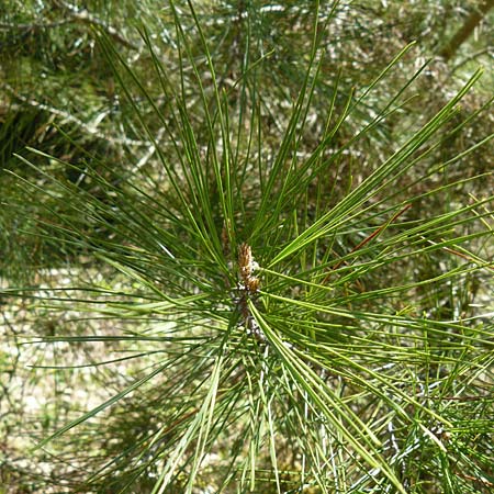 Pinus brutia \ Kalabrische Kiefer, Brutia-Kiefer / Calabrian Pine, Lesbos Agiasos 15.4.2014