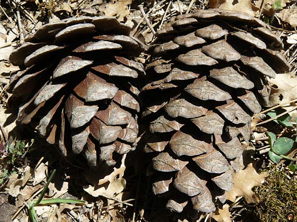 Pinus brutia \ Kalabrische Kiefer, Brutia-Kiefer / Calabrian Pine, Lesbos Agiasos 15.4.2014
