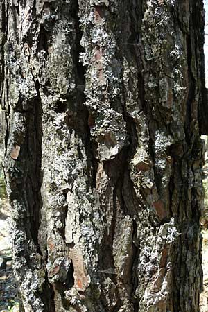 Pinus nigra \ Schwarz-Kiefer / Black Pine, Austrian Pine, Lesbos Agiasos 15.4.2014