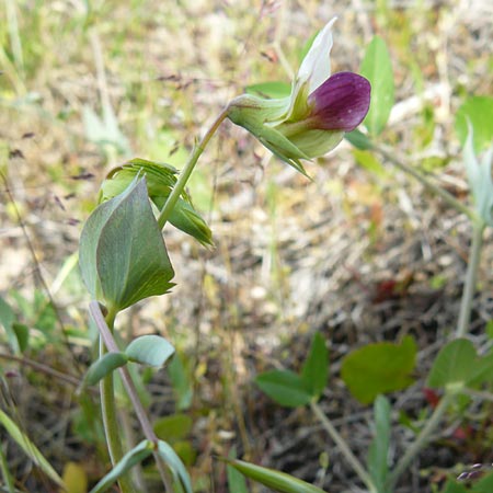 Lathyrus oleraceus subsp. biflorus \ Wilde Erbse, Feld-Erbse / Field Pea, Lesbos Lisvori 16.4.2014