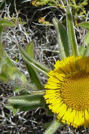 Pallenis spinosa \ Stechendes Sternauge / Pallensis, Lesbos Molyvos 19.4.2014