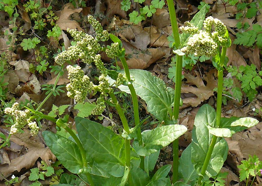 Rumex tuberosus subsp. creticus \ Kretischer Sauer-Ampfer / Cretan Dock, Tuberous-Rooted Dock, Lesbos Agiasos 15.4.2014